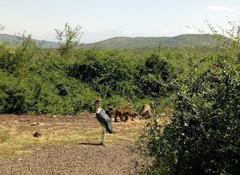 Arba Minch Crocodile Ranch 2