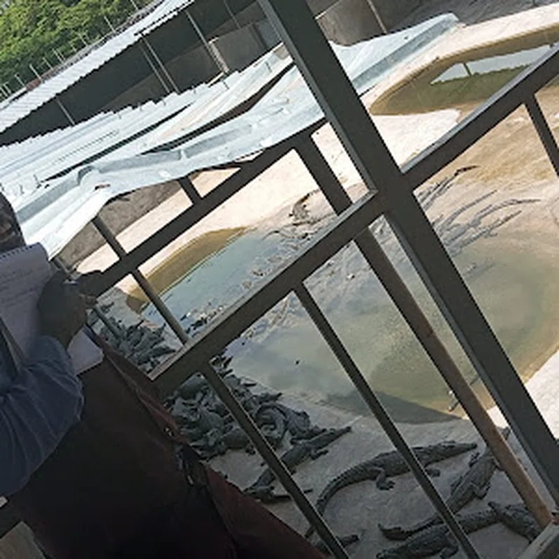 Arba Minch Crocodile Ranch 4