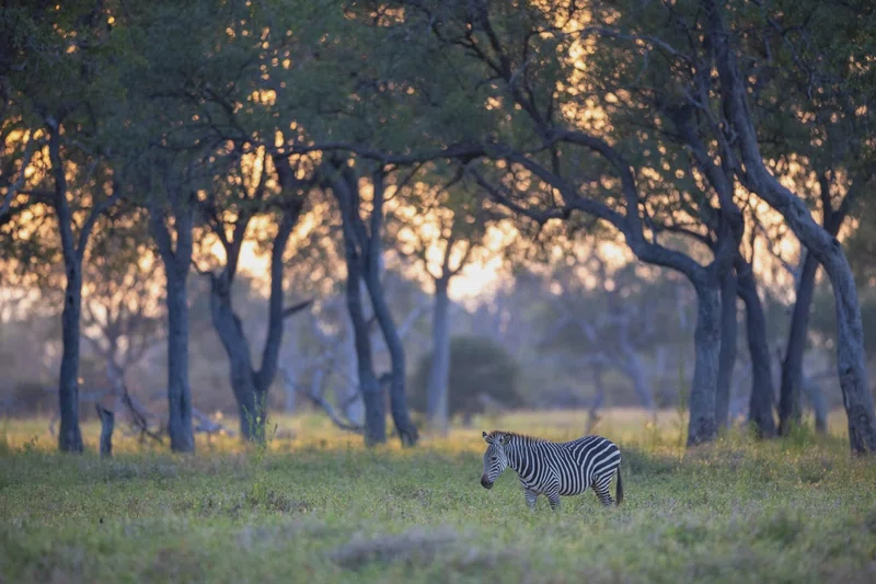 South Luangwa National Park 5
