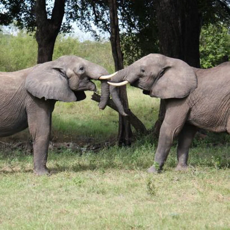 North Luangwa National Park 4