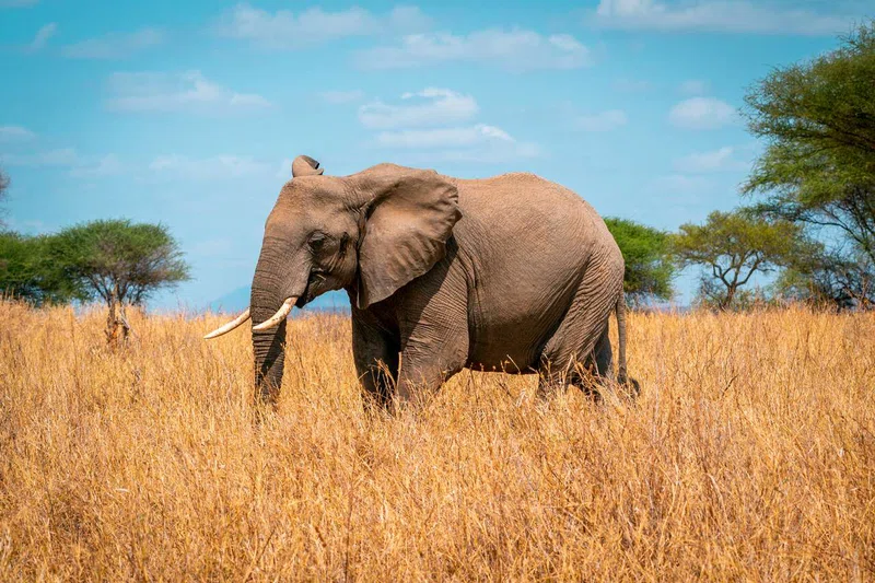 Serengeti National Park Tanzania 2