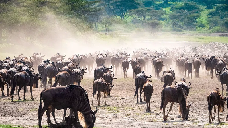 Serengeti National Park Tanzania 4