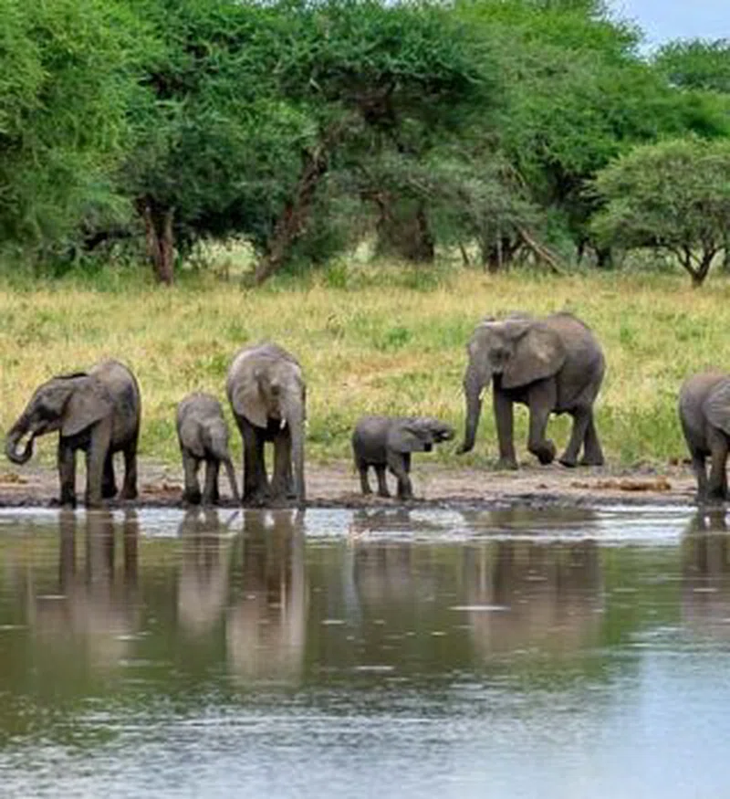 Tarangire National Park 3