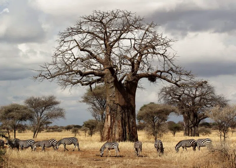 Tarangire National Park 4