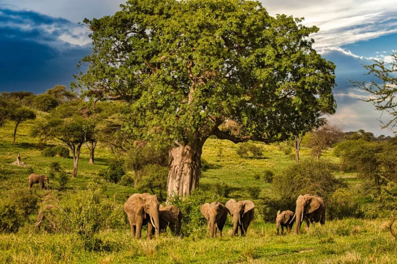 Tanzania National Parks (TANAPA) 3
