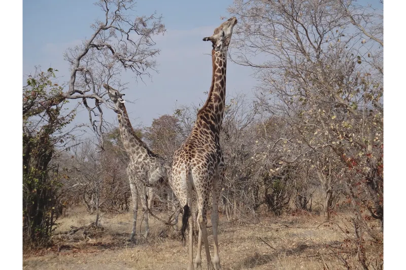 Chobe National Park, Botswana 5