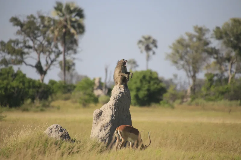 Chobe National Park, Botswana 4