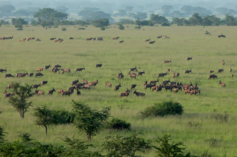 Queen Elizabeth National Park 2
