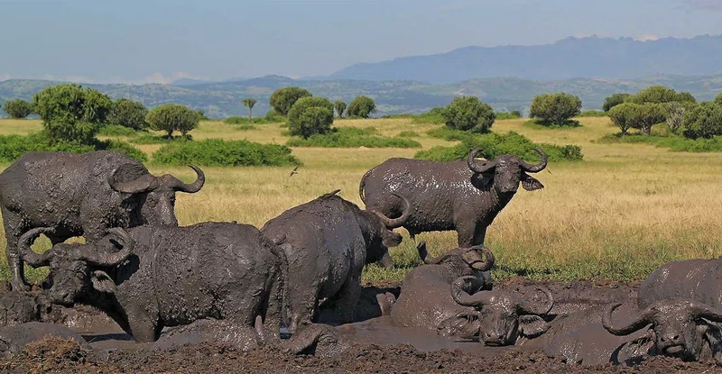 Queen Elizabeth National Park 3