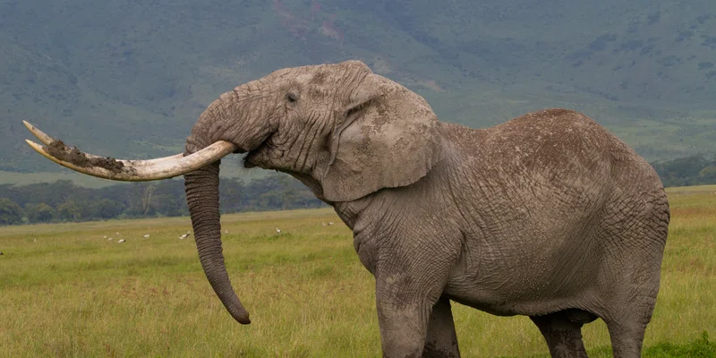 Ngorongoro Crater 2