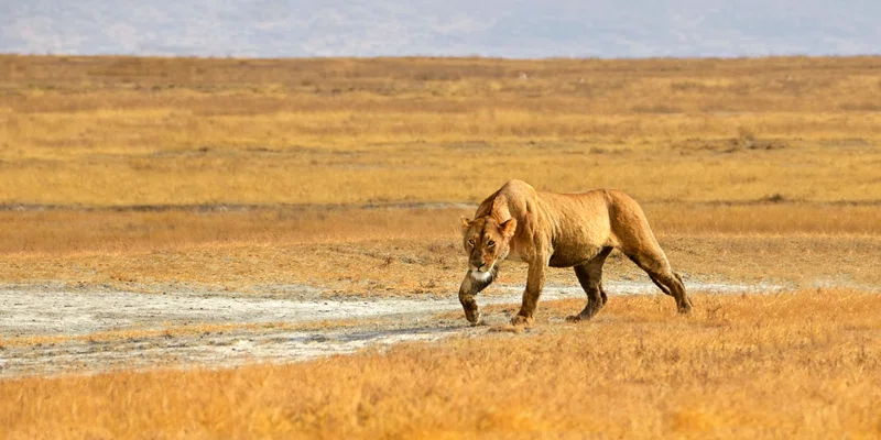 Ngorongoro Crater 5