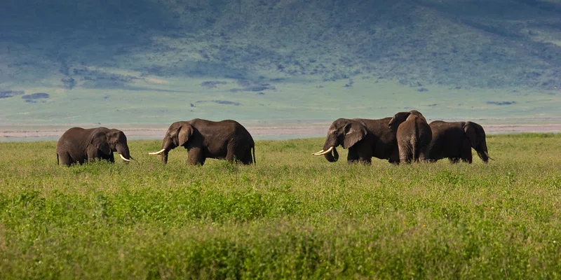 Ngorongoro Crater 3