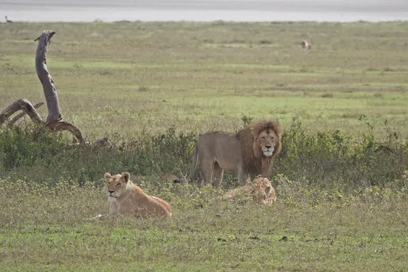 Ngorongoro Crater 4