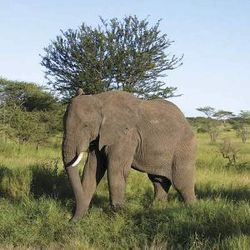 Central Serengeti National Park 3