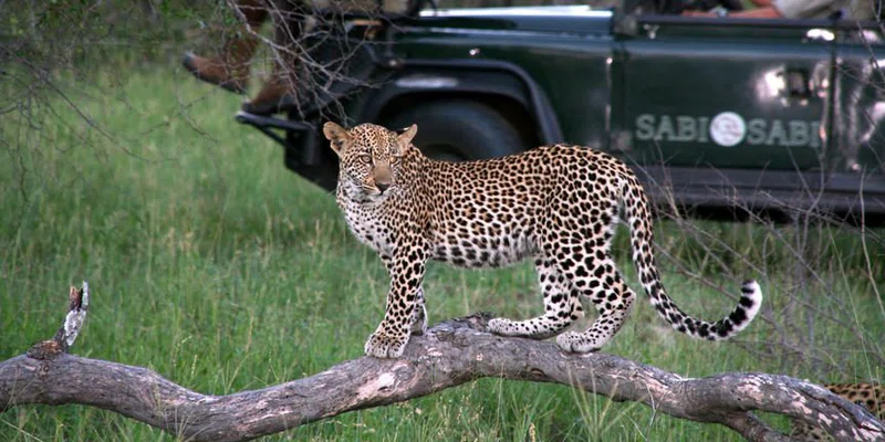 Sabi Sand Game Reserve 2