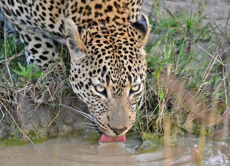 Sabi Sand Game Reserve 3