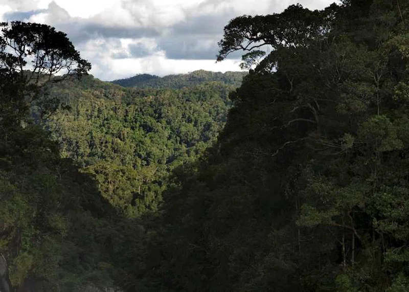 Ranomafana National Park 2