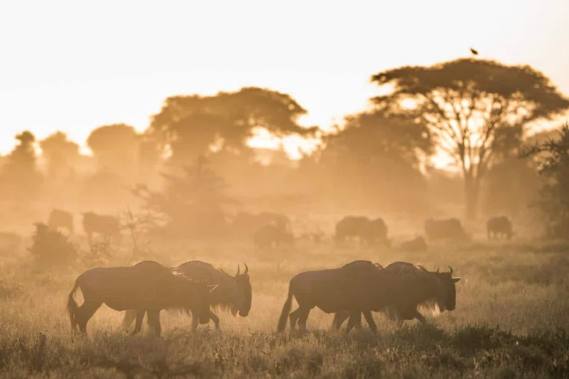 Western Serengeti National Park 2