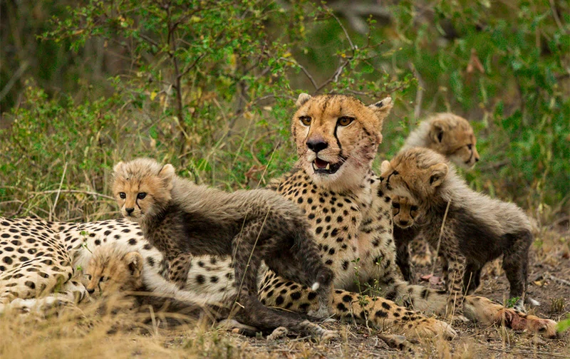 Sabi Sabi Game Reserve 4