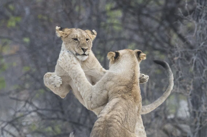 Ongava Private Game Reserve 3