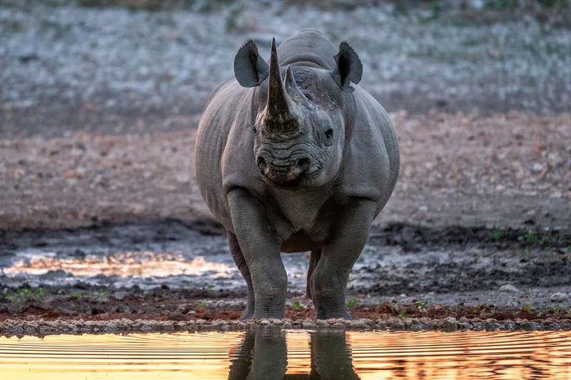 Ongava Private Game Reserve 4
