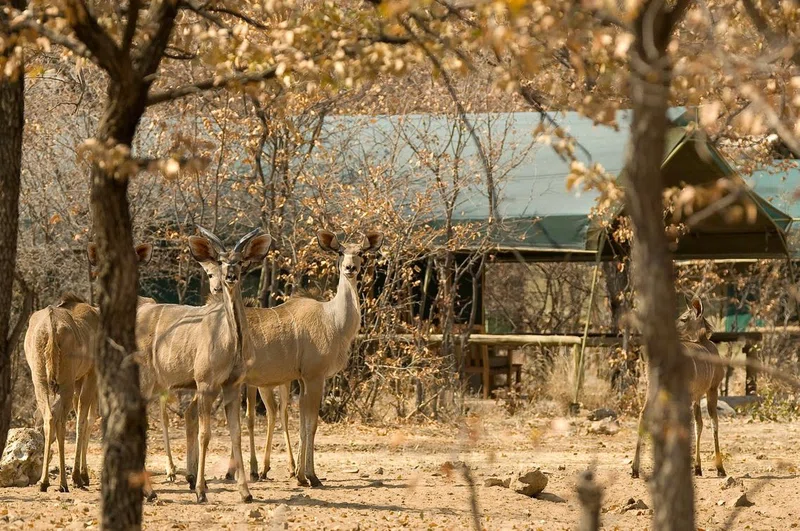 Ongava Private Game Reserve 2