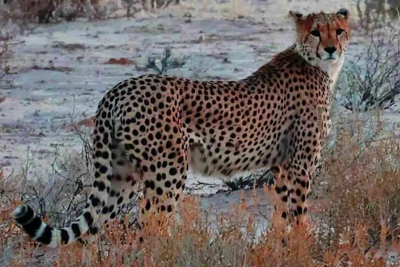 Kgalagadi Transfrontier Park 4