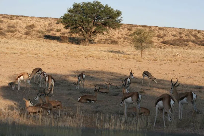 Kgalagadi Transfrontier Park 2