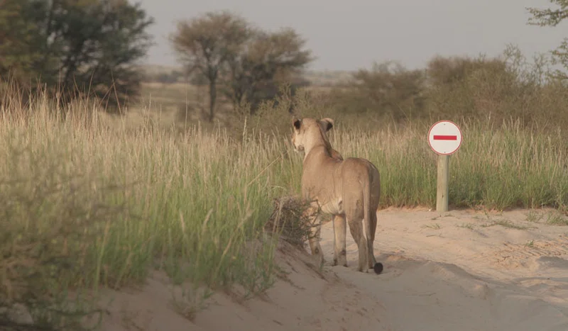 Kgalagadi Transfrontier Park 3