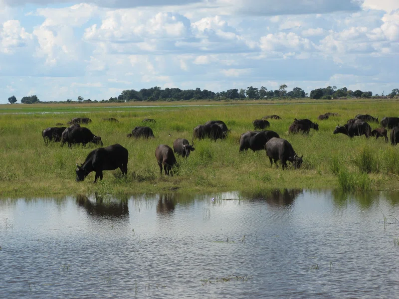 Chobe Forest Reserve 2