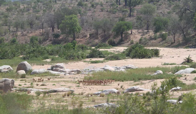 Northern Kruger National Park 3