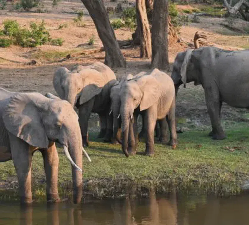 Zambezi National Park 4