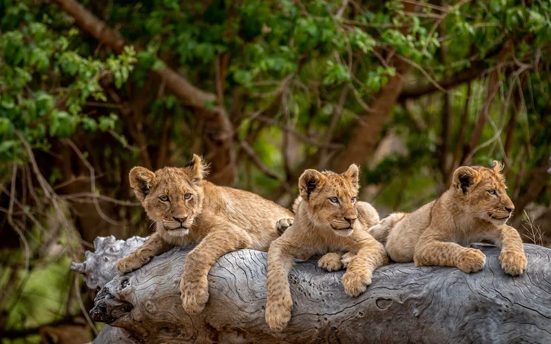 Welgevonden Private Game Reserve 4