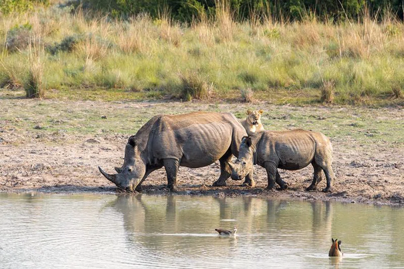 Welgevonden Private Game Reserve 5