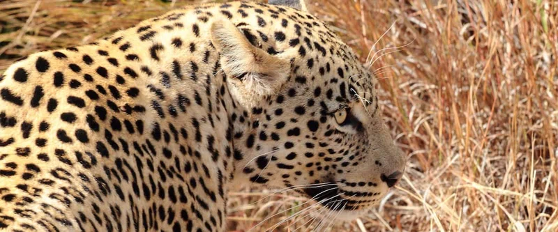 Welgevonden Private Game Reserve 2