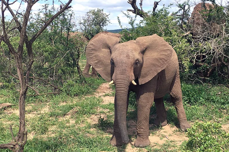 Welgevonden Private Game Reserve 3