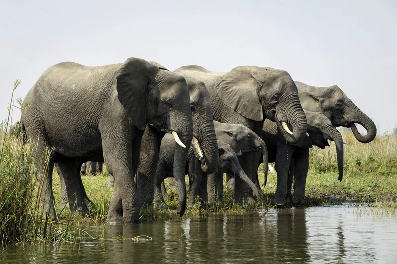 Nkhotakota Wildlife Reserve 5