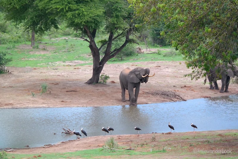 Tembe Elephant Park 3