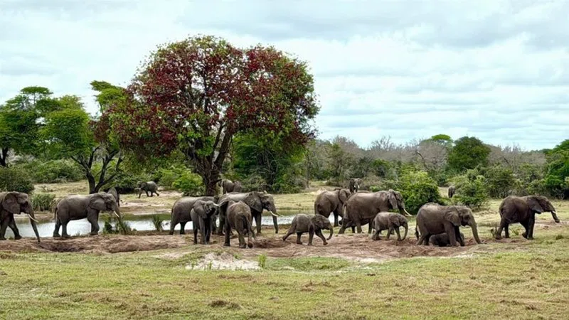 Tembe Elephant Park 4