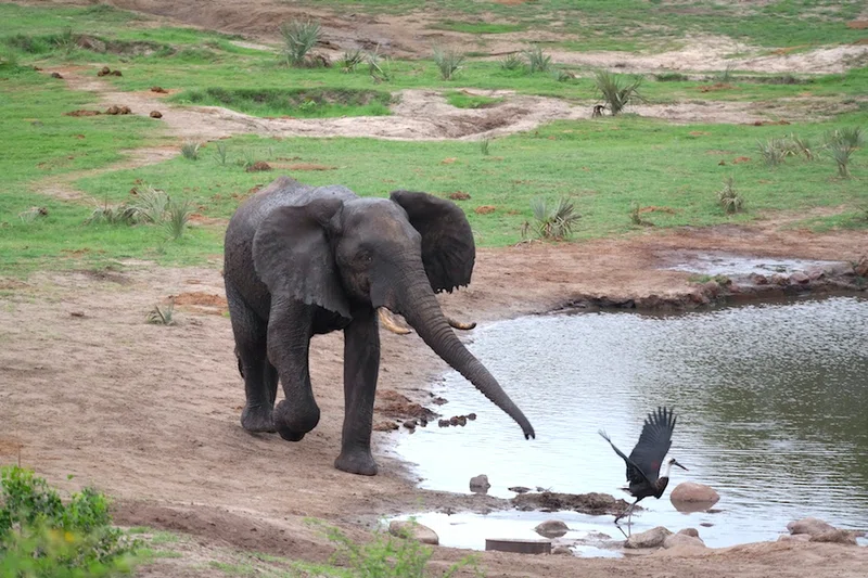Tembe Elephant Park 5