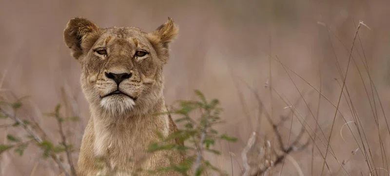 Singita Sabi Sand Game Reserve 2