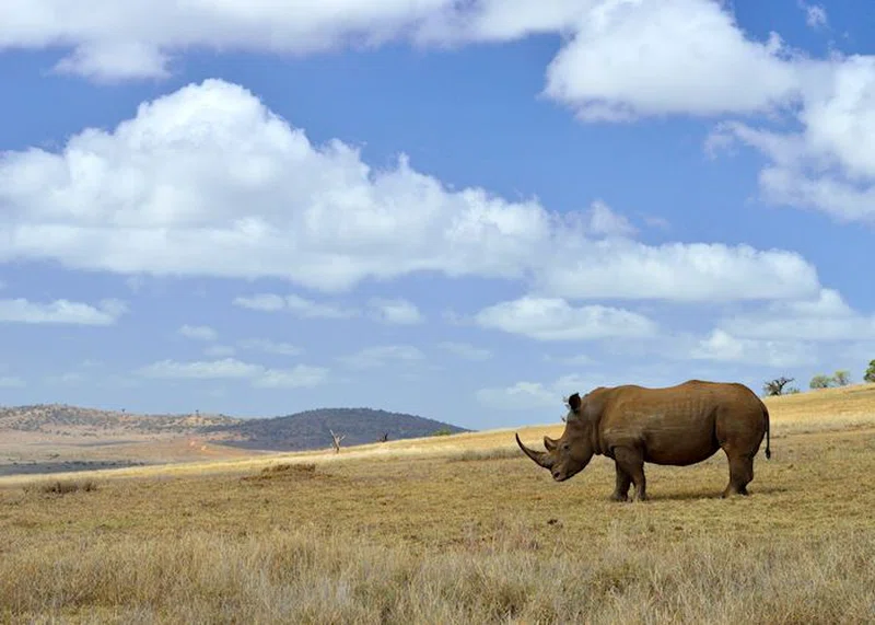 Borana Ranch 5