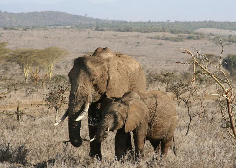 Borana Ranch 4