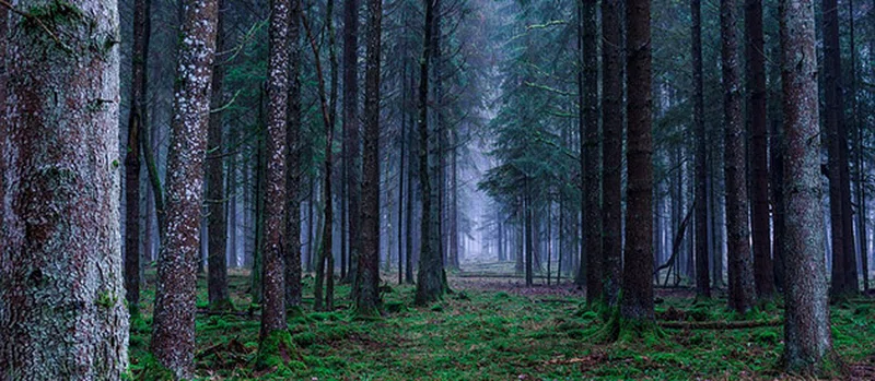 South Viphya Forest Reserve 3