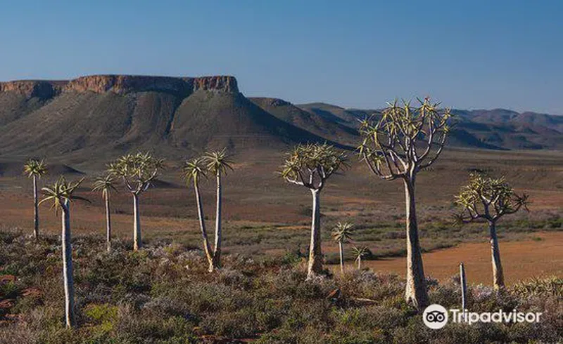 Quiver Tree Forest 3