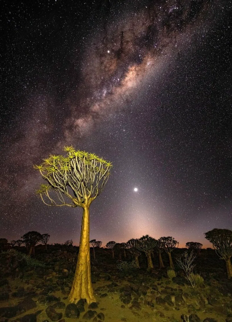 Quiver Tree Forest 4