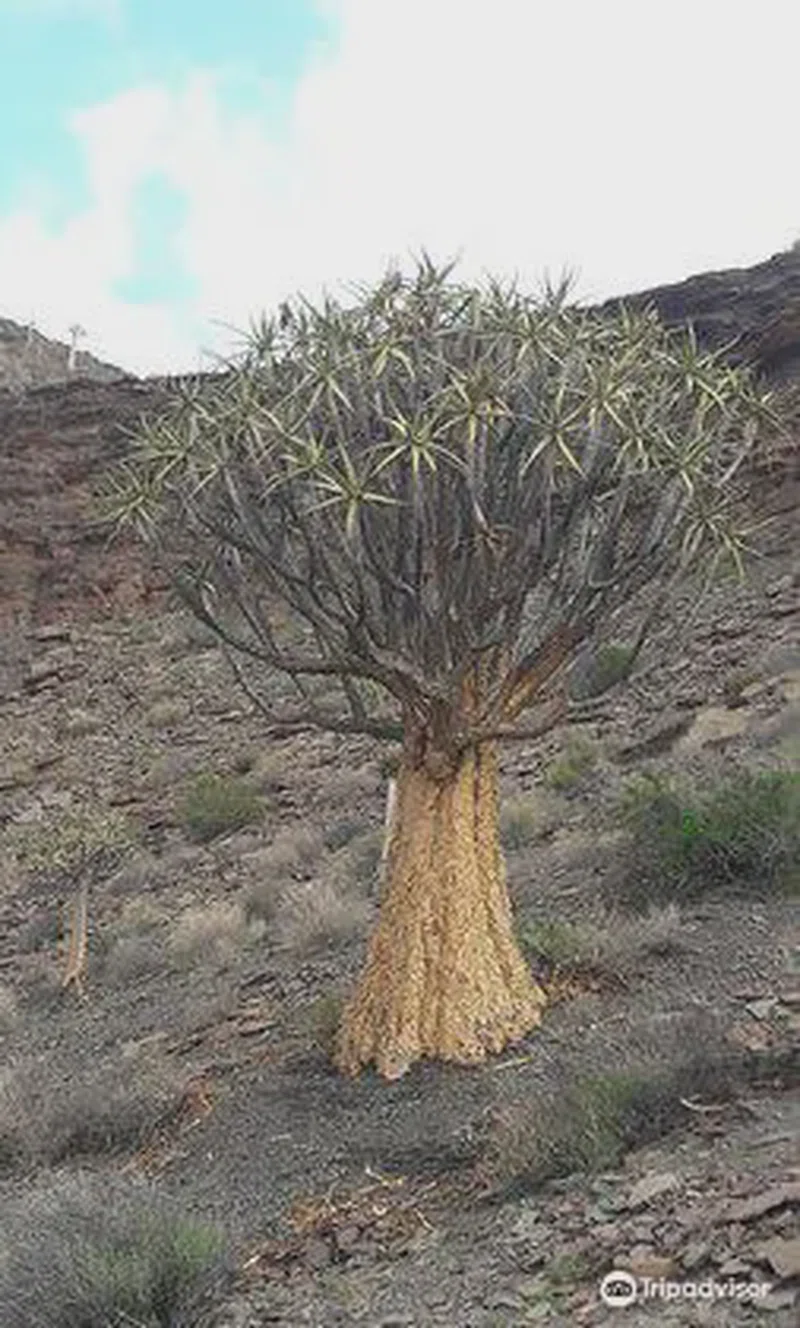 Quiver Tree Forest 2