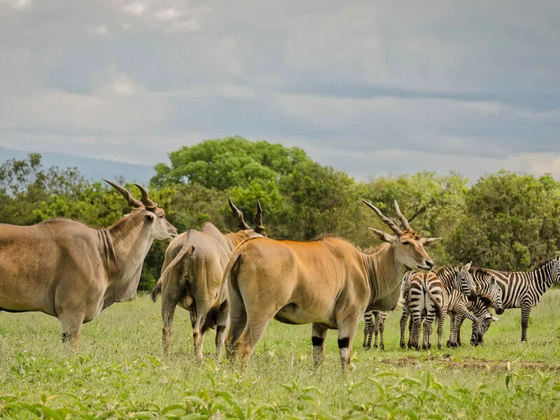 Shimba Hills National Reserve 4