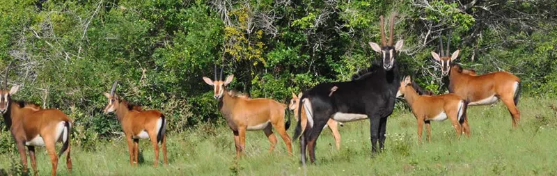 Shimba Hills National Reserve 3