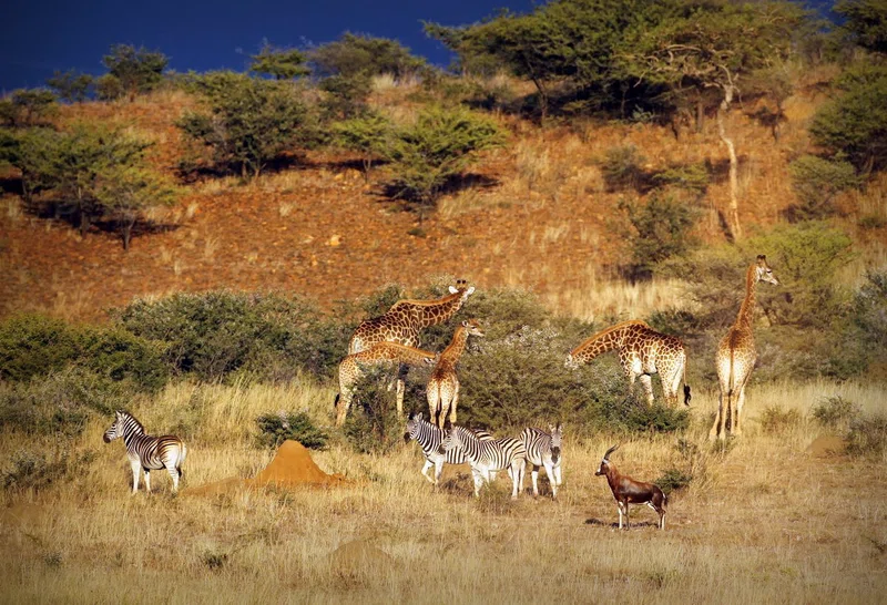 Spioenkop Game Reserve 2